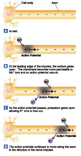 At the leading edge of an action potential, sodium gates open, 