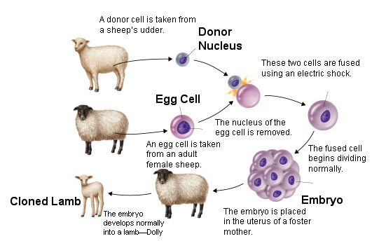 Cloning