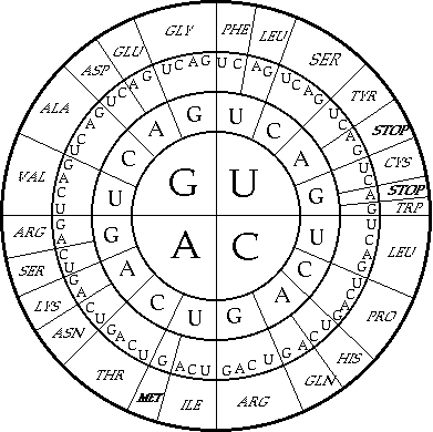 Circle Codon Chart