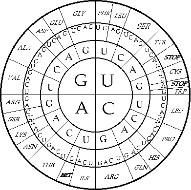 Dna Code Chart