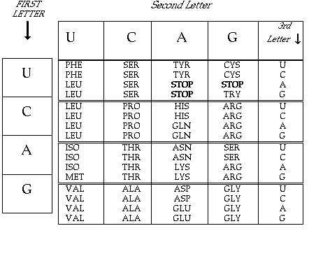 Circle Codon Chart