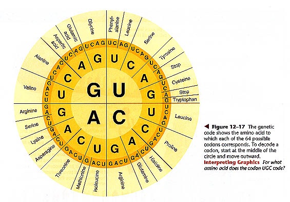 Standard Genetic Code Chart