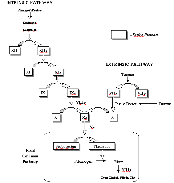 Coagulation Cascade Chart