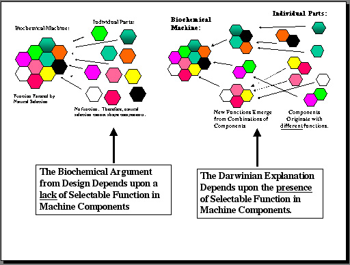 biology biochemical evidence for evolution answers