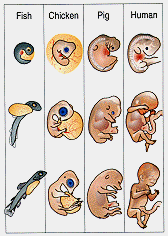     http://www.millerandlevine.com/km/evol/embryos/New-embryo-figure.gif     